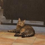 Picture of cat lost at Marseille