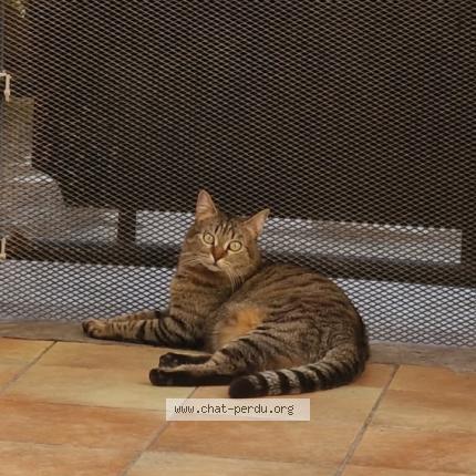 Photo 1/1 Gray Chat lost in Marseille