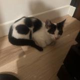 Picture of cat found at Sevran