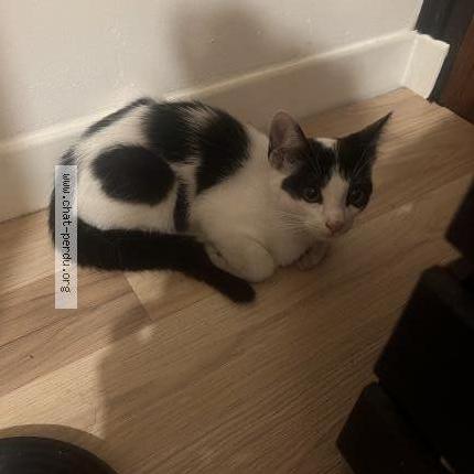 Photo 1/3 Found cat Found in Sevran