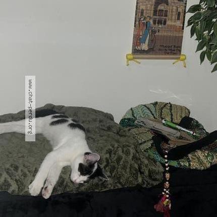 Photo 2/3 Found cat Found in Sevran