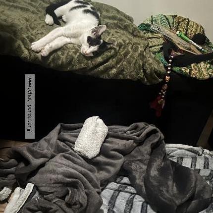 Photo 3/3 Found cat Found in Sevran