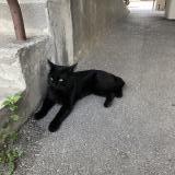 Picture of cat found at Chambery