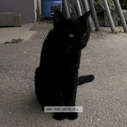 Photo 2/5 Found cat Found in Chambery