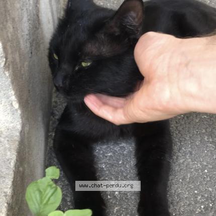 Photo 3/5 Found cat Found in Chambery