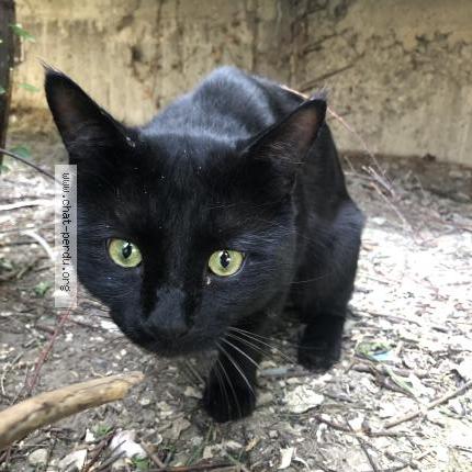 Photo 4/5 Found cat Found in Chambery