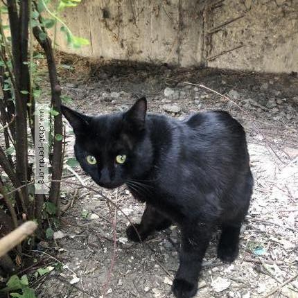 Photo 5/5 Found cat Found in Chambery