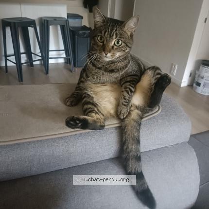 Photo 1/1 Bipo Chat lost in Puget sur argens