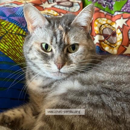 Photo 1/1 RAPSODIE - "RAPSIE" Chat lost in Nantes