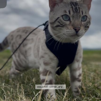 Photo 1/1 Snowy Chat lost in Charleville mezieres