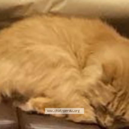 Photo 1/1 Norris Chat lost in Bernieres sur mer