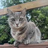 Picture of cat lost at Nancy