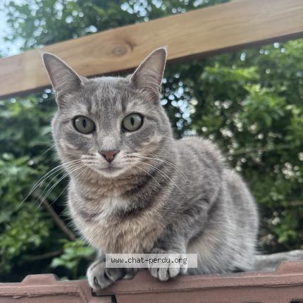 Photo 1/1 Lyna Chat lost in Nancy