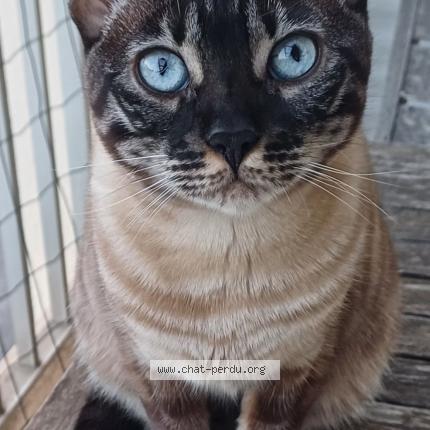 Photo 1/1 Os&eacute;lie Chat lost in Toulon