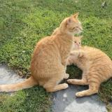 Picture of cat lost at Bonson