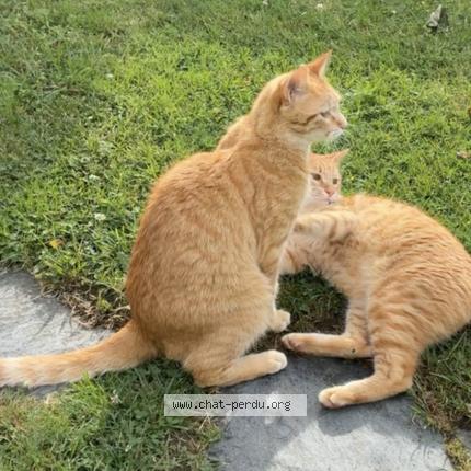 Photo 1/1 Loki Chat lost in Bonson