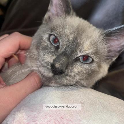 Photo 1/1 Ice Chat lost in Honnelles angreau