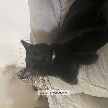 Photo 1/1 Swat Chat lost in La haie fouassiere