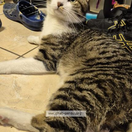 Photo 1/1 Ténor Chat lost in Aulnay sous bois