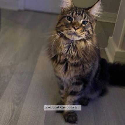 Photo 1/1 Twix Chat lost in Thiais