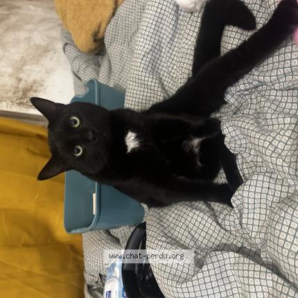 Photo 1/1 Zakaria Chat lost in Nogent sur marne