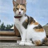 Picture of cat lost at La Gorgue