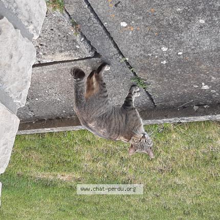 Photo 1/1 Found cat Found in Herouvillette