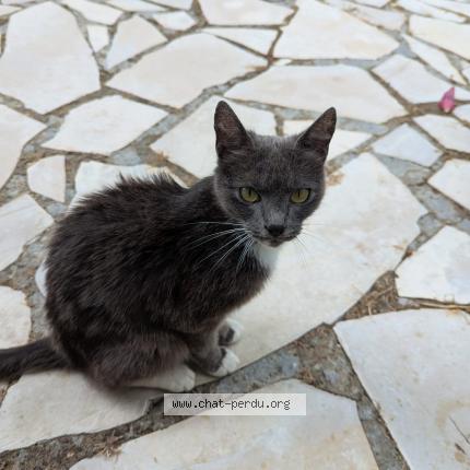 Photo 1/1 Found cat Found in Ploneis