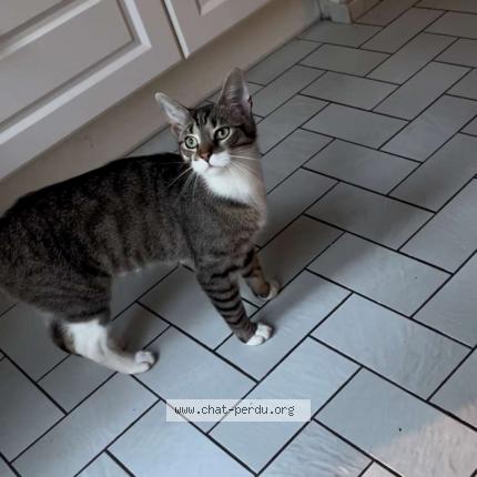 Photo 1/1 Nounou Chat lost in Laeken