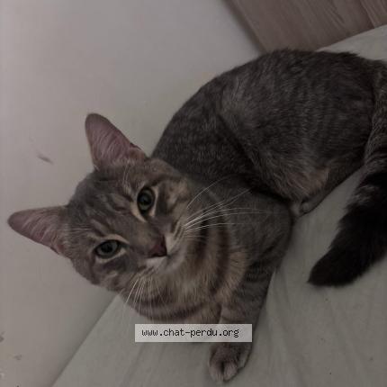 Photo 1/1 Narco Chat lost in La varenne chenneviere