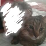 Picture of cat lost at Bron
