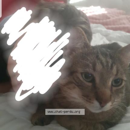 Photo 1/1 Linda Baudouin Chat lost in Bron