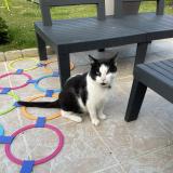 Picture of cat found at Quievrechain