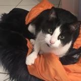 Picture of cat lost at Mions