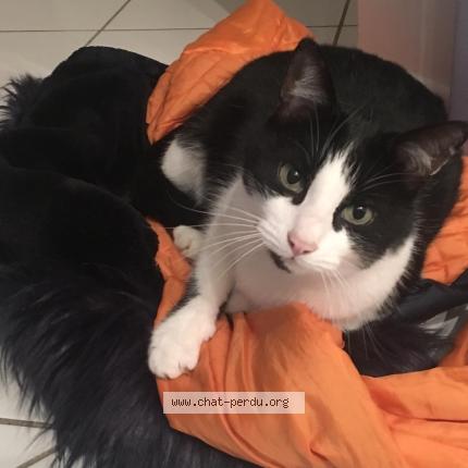 Photo 1/2 Felix Samy Chat lost in Mions