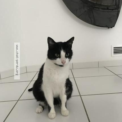 Photo 2/2 Felix Samy Chat lost in Mions