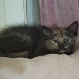 Picture of cat lost at Soyaux