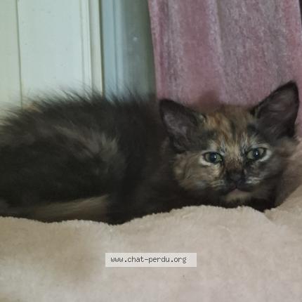 Photo 1/1 LOUNA Chat lost in Soyaux