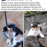 Picture of cat lost at Villepinte