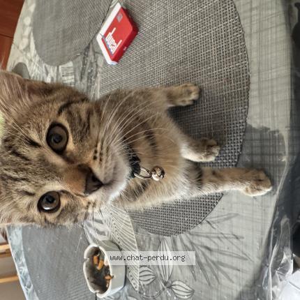 Photo 1/1 Albator Chat lost in Metz