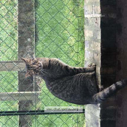 Photo 1/1 Rio Chat lost in Cormeilles