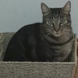 Picture of cat lost at Beauvallon