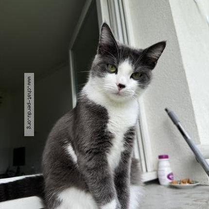 Photo 1/1 Mimi Chat lost in Boulazac isle manoire