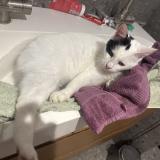 Picture of cat found at Saint Malo