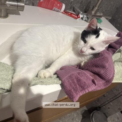 Photo 1/1 Found cat Found in Saint malo