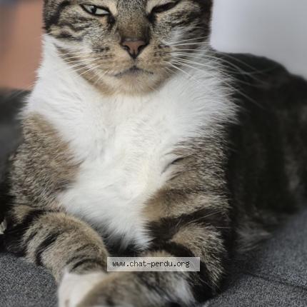 Photo 1/1 Voyou Chat lost in Meyzieu