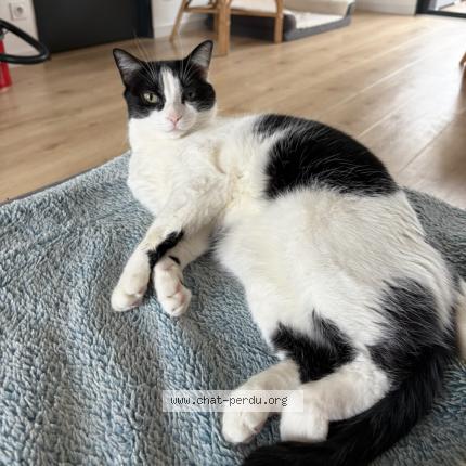 Photo 1/1 Happy Chat lost in Andernos les bains