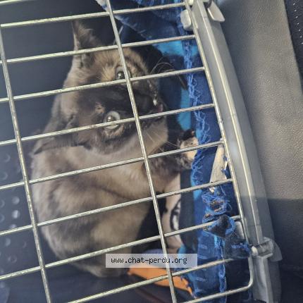 Photo 1/1 Pepette Chat lost in Lezignan corbieres