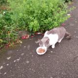 Picture of cat found at Lanester