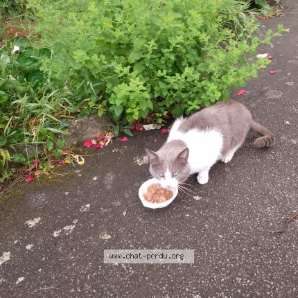 Photo 1/1 Found cat Found in Lanester